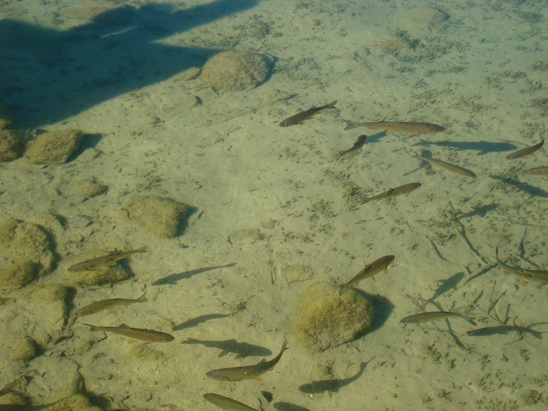 Fishes
