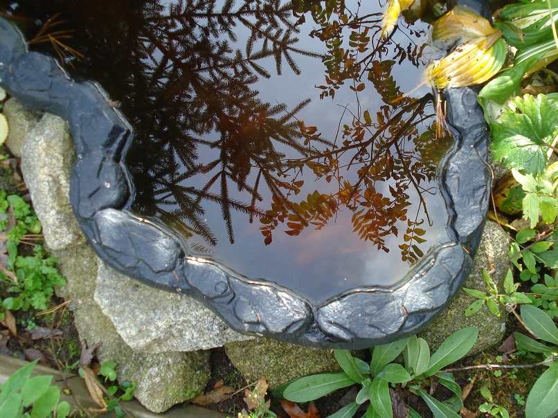 Trees in pond
