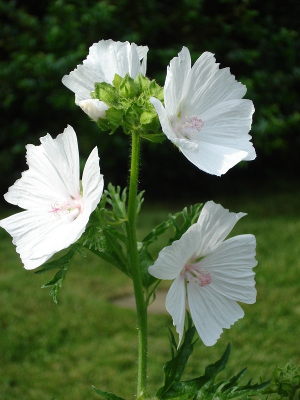 from Bev's garden