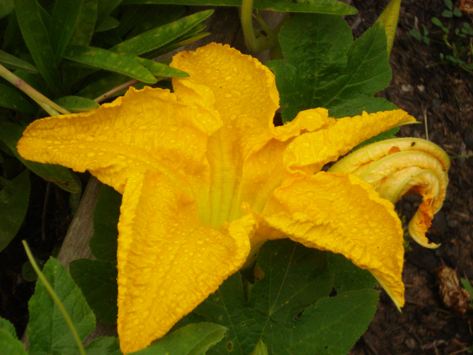 zuccini