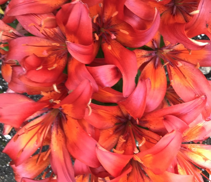 lilies