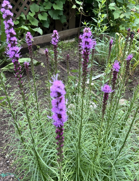 purpurowepalki