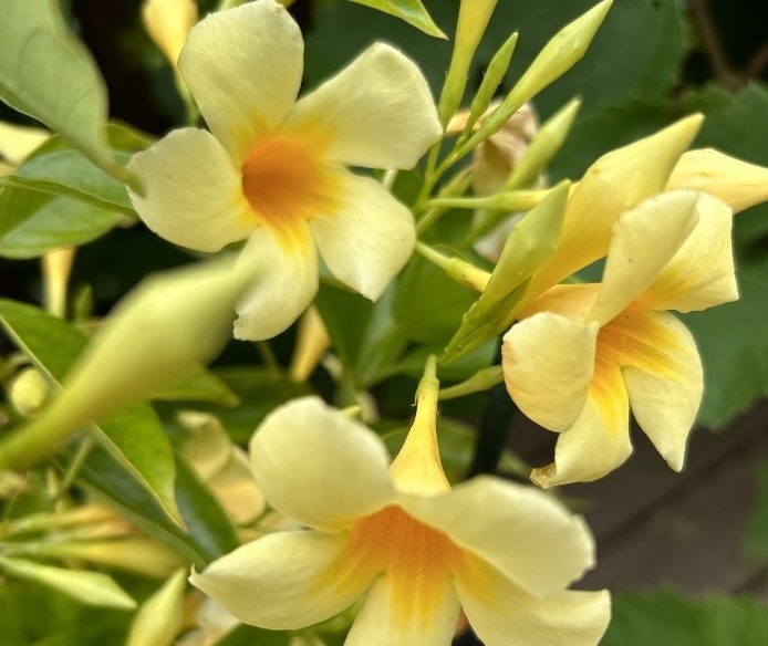 zoltaalamanda